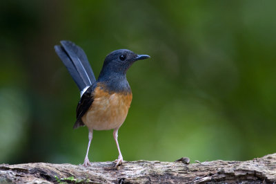 white_rumped_sharma