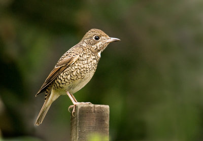 white_throated_rockthrush