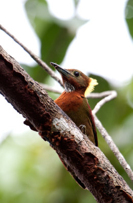 checker_throated_woodpecker