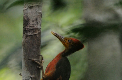 orangebacked_woodpec