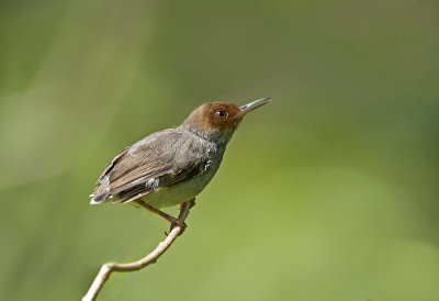 ashy_tailorbird