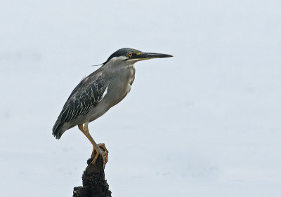 striated_heron