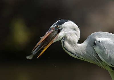 grey_heron
