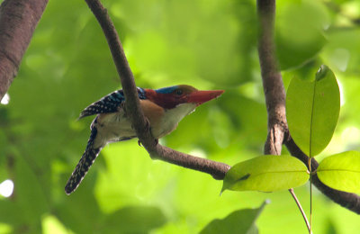 banded_kingfisher