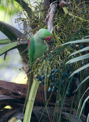alexandrine_parakeet