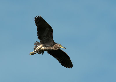 black-crowded_night_heron
