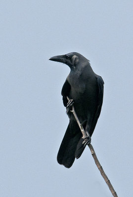House Crow