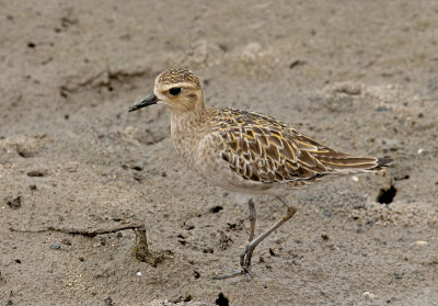 pacific_golden_plover