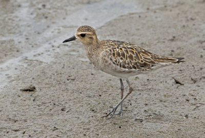 pacific_golden_plover