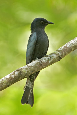 drongo_cuckoo