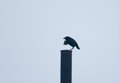 crested_myna