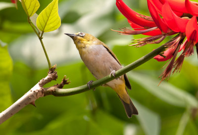 japanese_white_eye