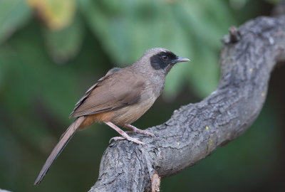 masked_laughting_thrush