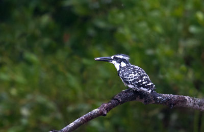 pied_king_fisher_hk