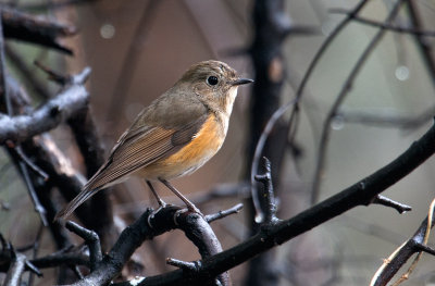 red-flanked_bluetail