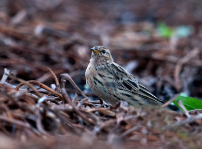 red_throated_pipit