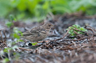 red-throated_pipit