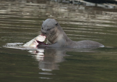 Smooth Otter