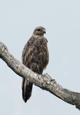 Buzzard