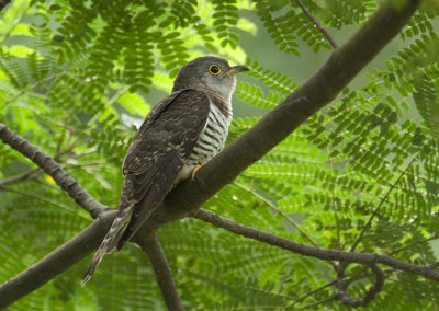 indian_cuckoo