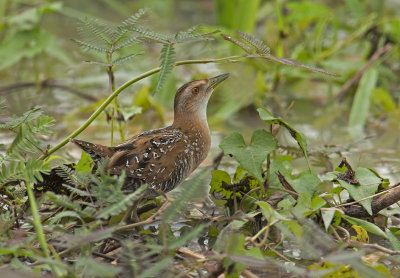 Baillon's crake