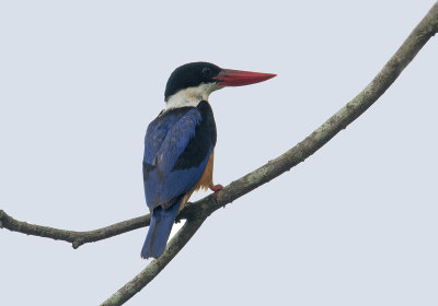 blackcapped_kingfisher_