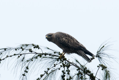 common_buzzard
