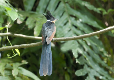 chestnut_winged_cuckoo
