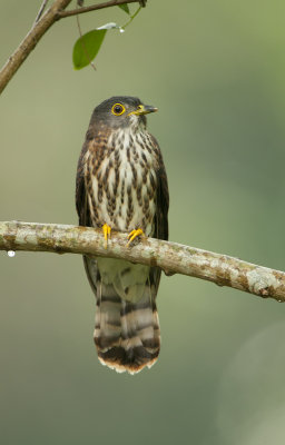 hodgsons_hawk_cuckoo
