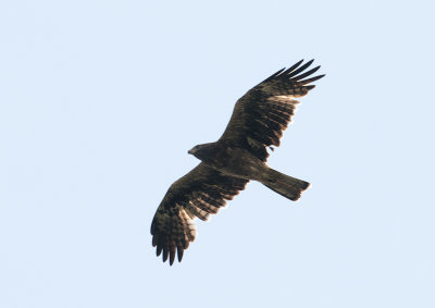 booted_eagle