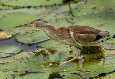 yellow_bittern