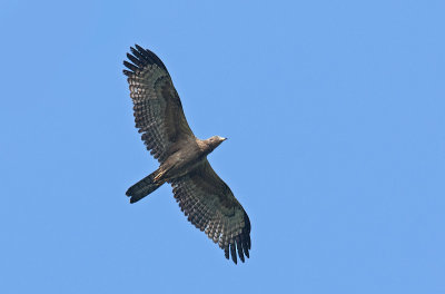oriental_honey_buzzard