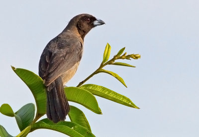 Black-faced Tanager