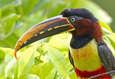 Chestnut-eared Aracari