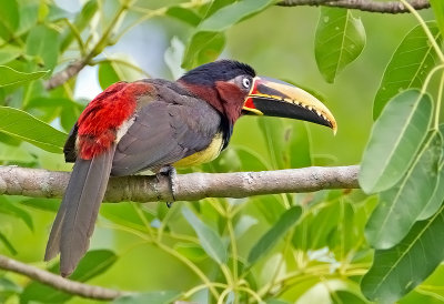 Chestnut-eared Aracari