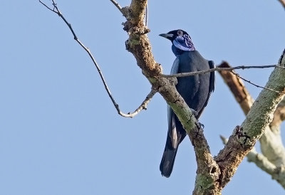 Bare-necked Fruitcrow