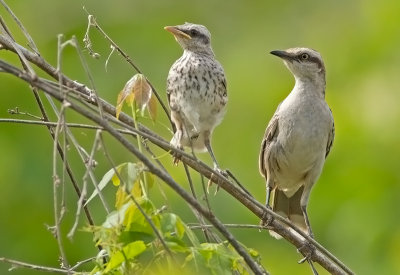 Chalk- browed Mockingbird