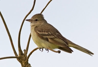 Plain-crested Elaenia-