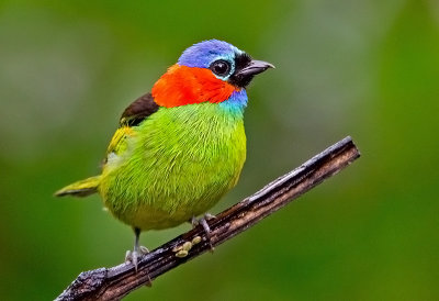  Red-necked Tanager