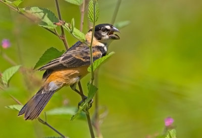 Rusty-collared Seedeater