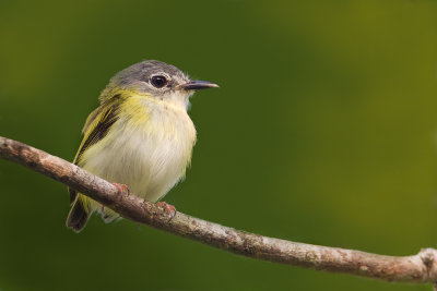 Short-tailed  Pygmy-Tyrant_