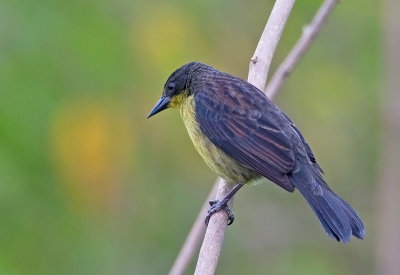 Unicolored Blackbird  (fem)