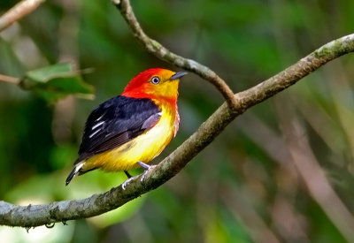 Band-tailed Manakin