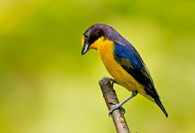 Violaceous Euphonia