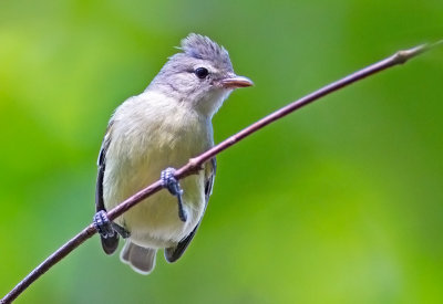 Southern-beardless-tyrannulet