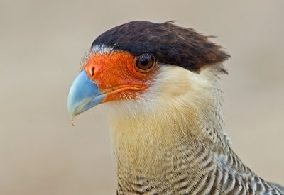 Southern Caracara