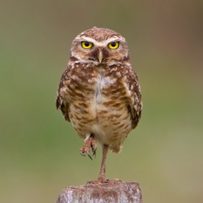 Burrowing Owl