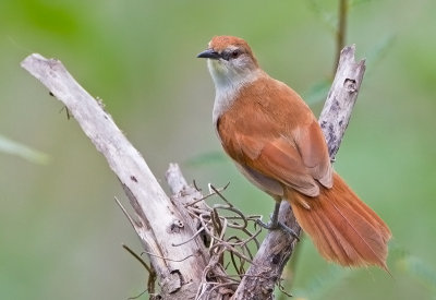 Yellow-chinned Spinetail