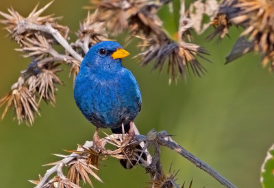 Blue ( or Yellow-billed Blue) Finch