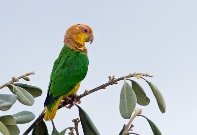 White-bellied Parrot